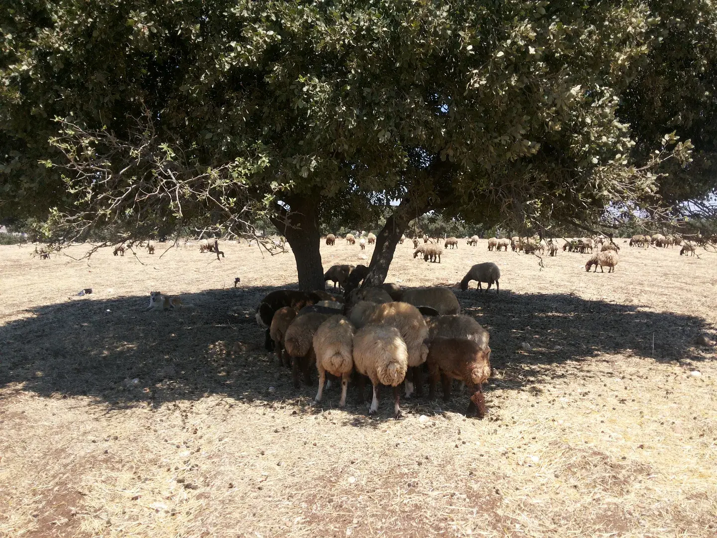 Sheep resting beneath a tree at Ramtha in northern Jordan