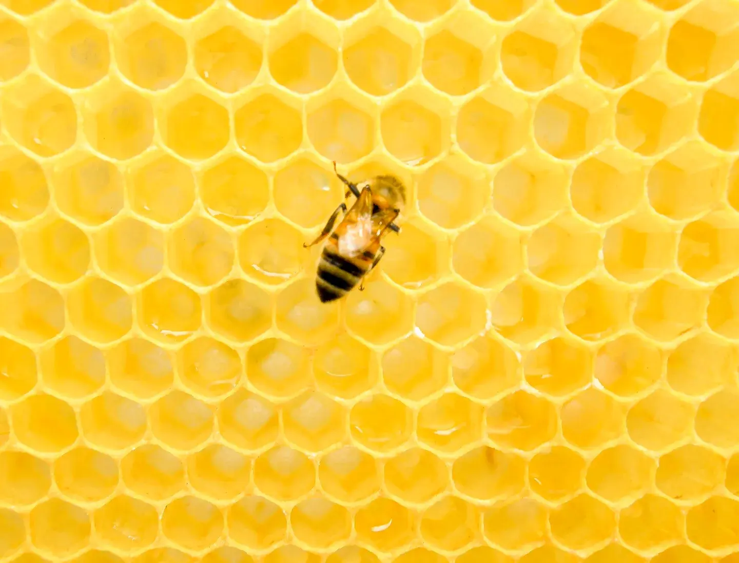 Honey bee and honeycomb, subject reference photograph