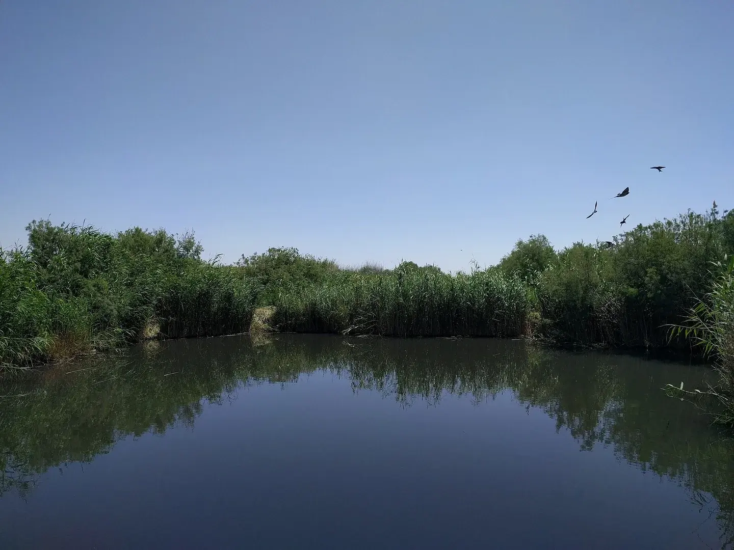 Azraq Wetland Reserve, Jordan