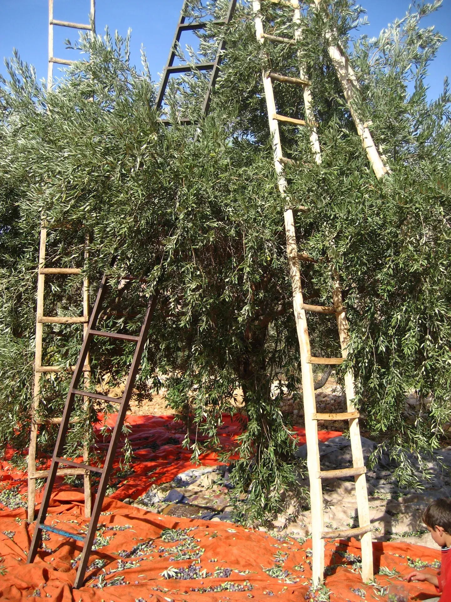 Olives in Jordan, Jordan