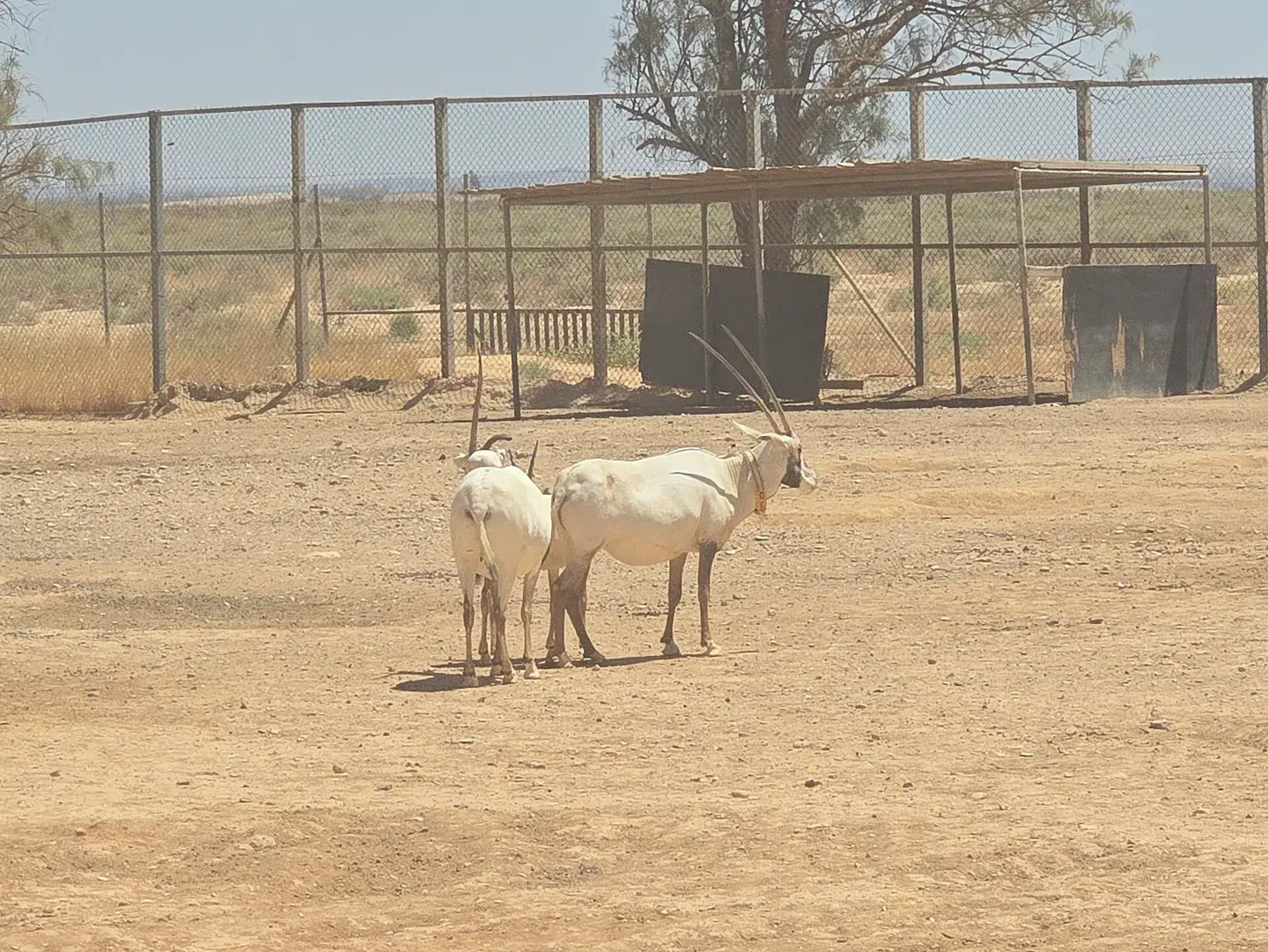 Arabian oryx at Shaumari Wildlife Reserve